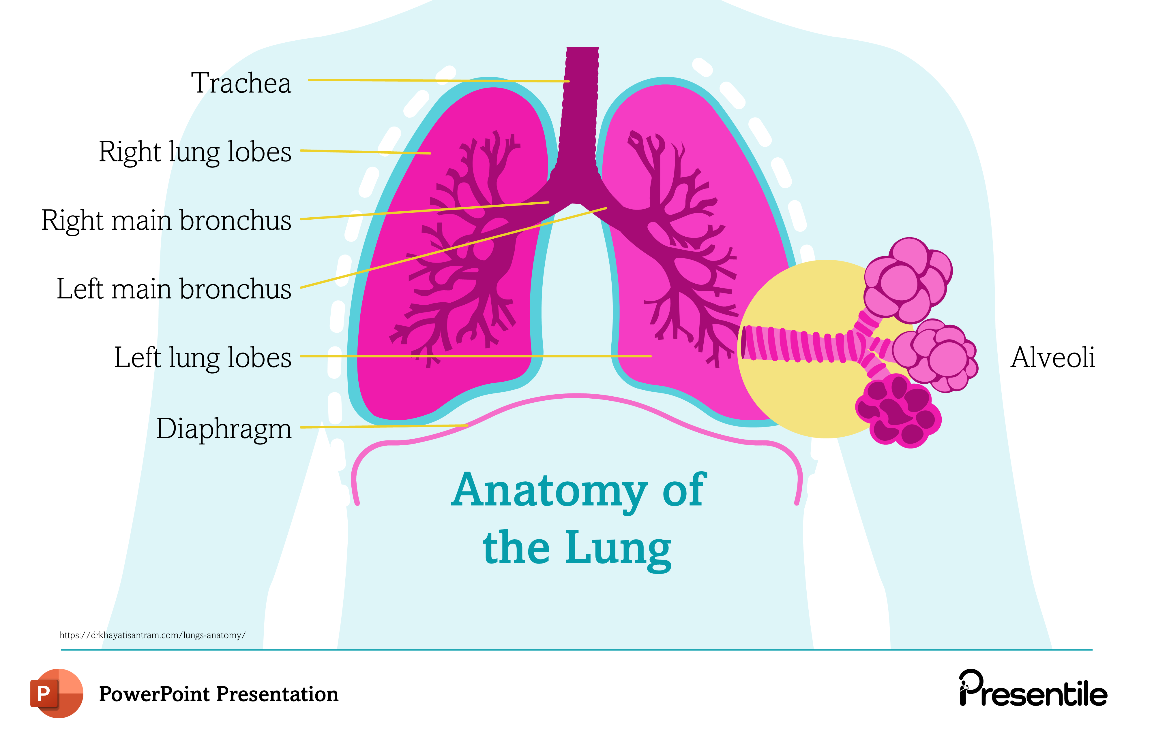 Download Pneumothorax Presentation